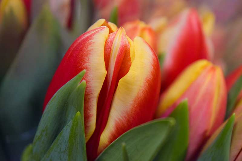 Emily von Trapp Tulips