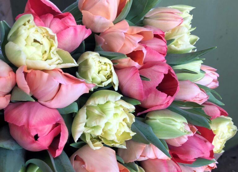 von Trapp Flowers tulips