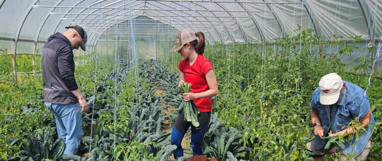 CHCV Vol gleaning Kale