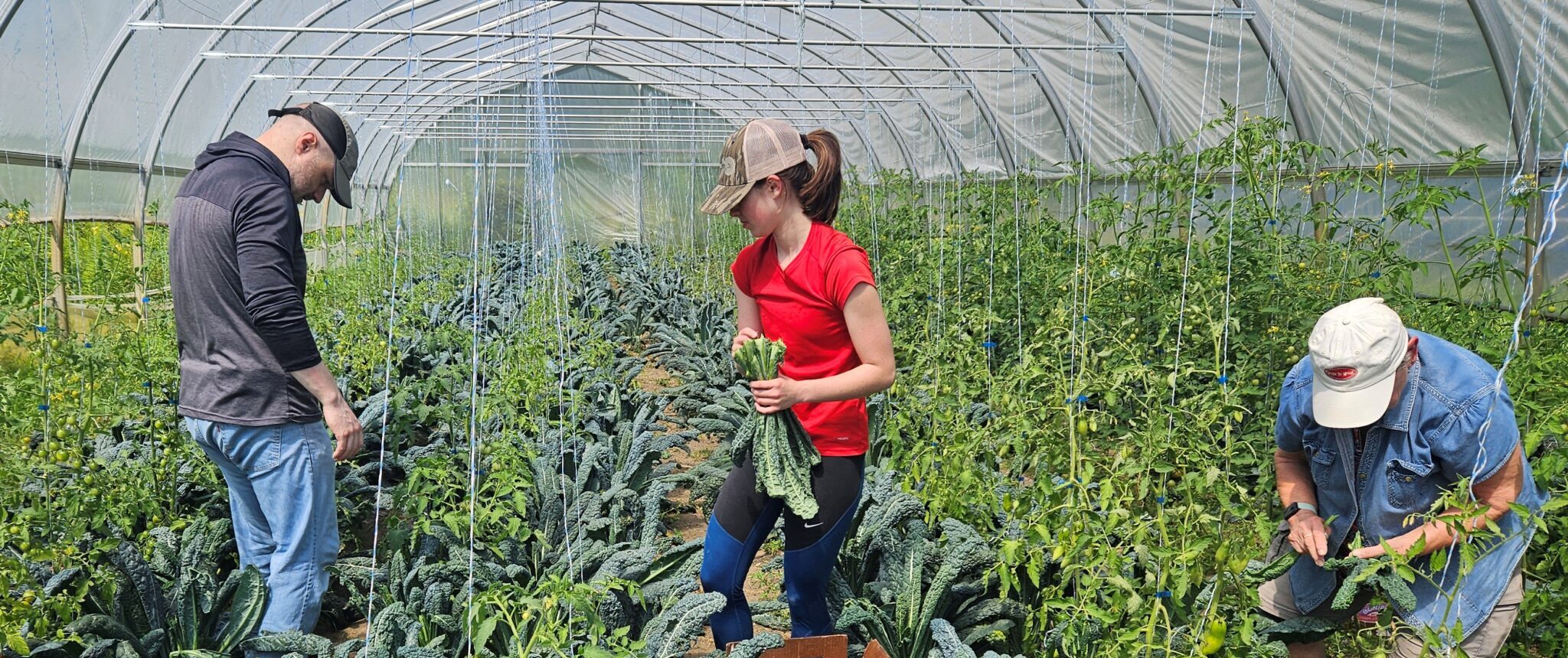 CHCV Vol gleaning Kale