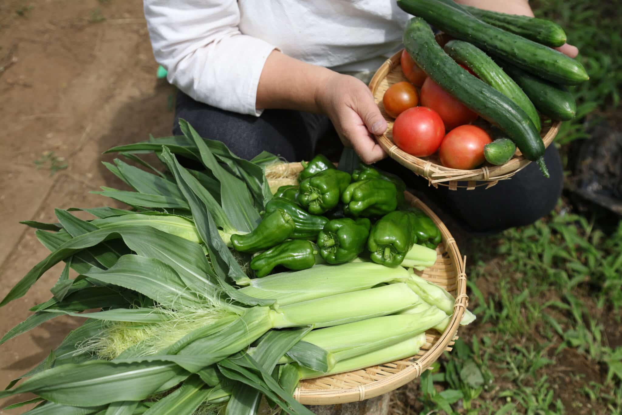 Woman harvesting vegetables